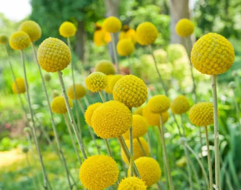 Billy Buttons