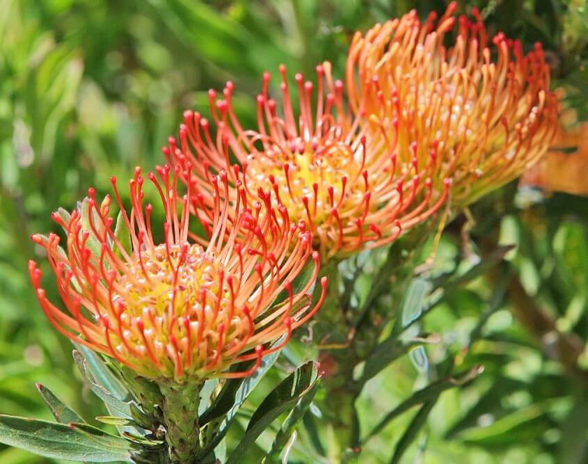 Leucospermum