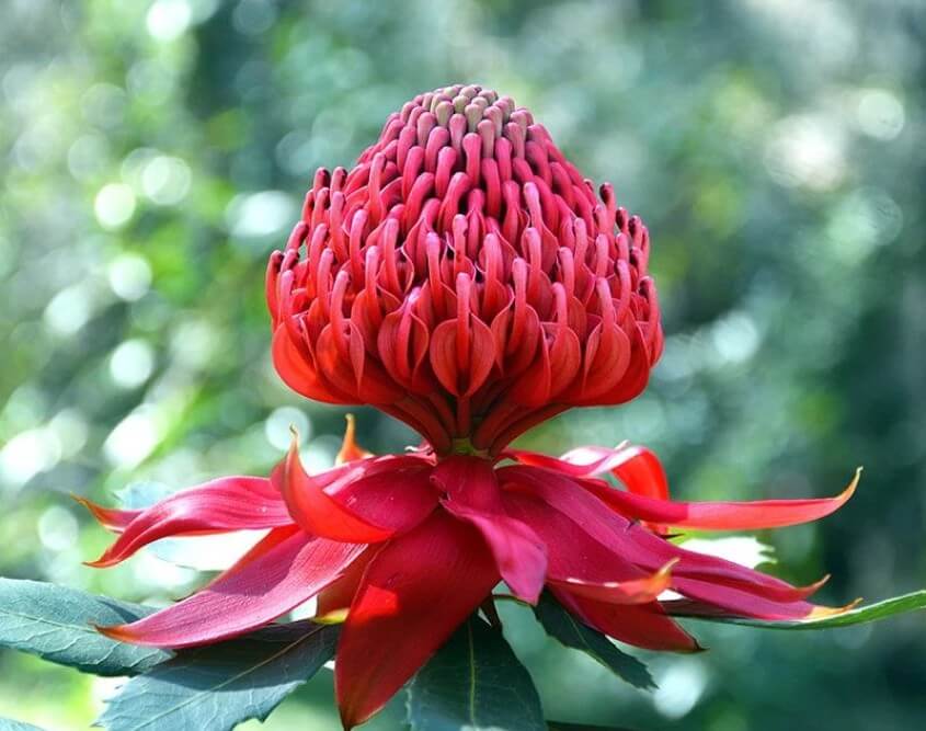Waratahs