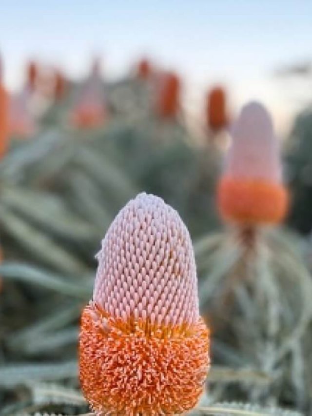 Banksias
